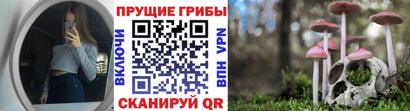 Купить закладки  Ливны  Псилоцибиновые грибы GOLDEN TEACHER 